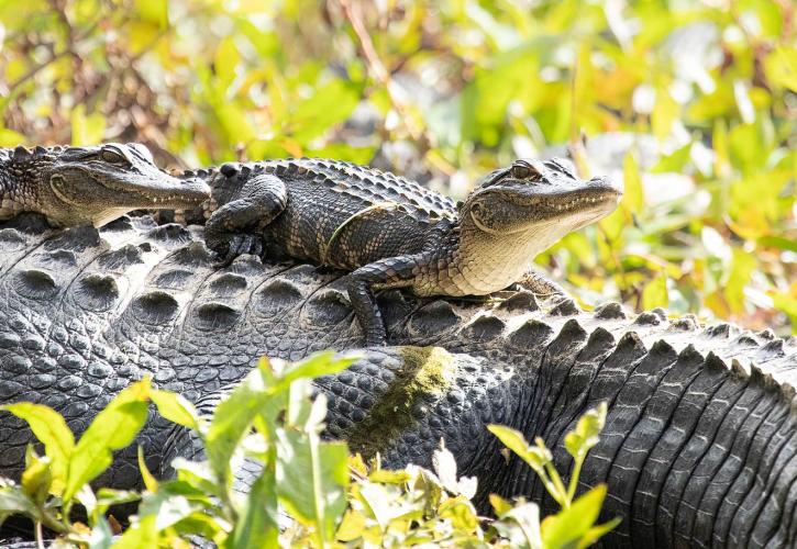Two young alligators sit on the back of their mother.