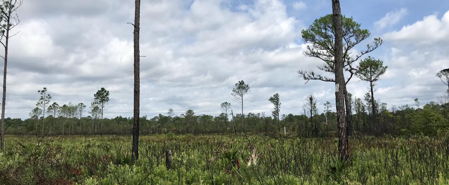 Scrubby flatwoods