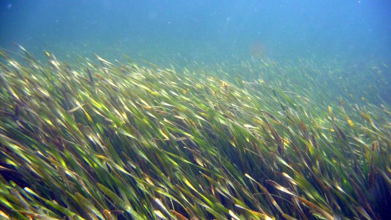 Seagrass