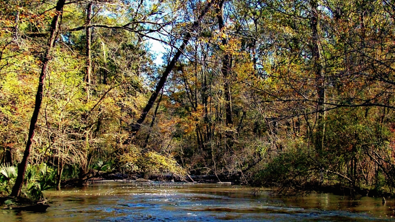Fall foliage along view of the river. 